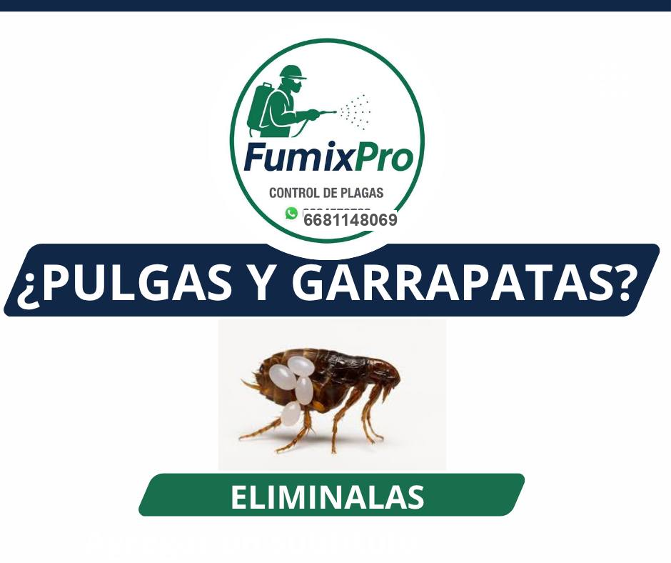 Servicio de pulgas y garrapatas para protección de mascotas